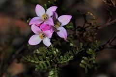Boronia microphylla