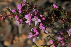 Boronia microphylla