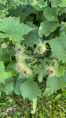 Arctium lappa