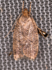 Psilocorsis quercicella