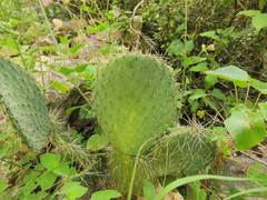 Opuntia huajuapensis