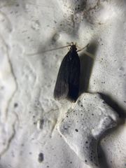 Lecithocera nigrana