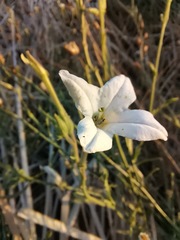 Nicotiana repanda