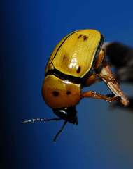 Cryptocephalus decemnotatus