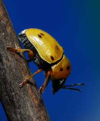 Cryptocephalus decemnotatus