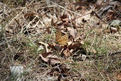 Heteronympha