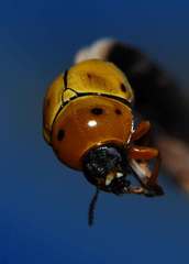 Cryptocephalus decemnotatus