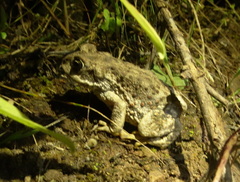 Rhinella arunco