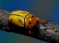 Cryptocephalus decemnotatus