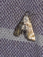 Petrophila heppneri