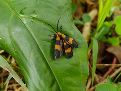 Calopteron reticulatum