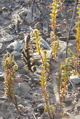 Palpares speciosus