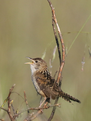 Sedge Wren photo 3