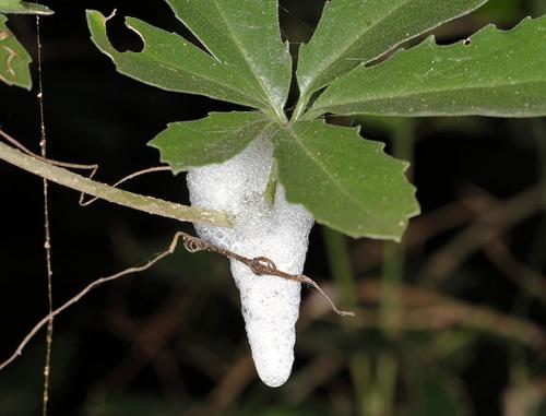 Cyphostemma puberulum