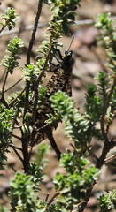 Palpares speciosus