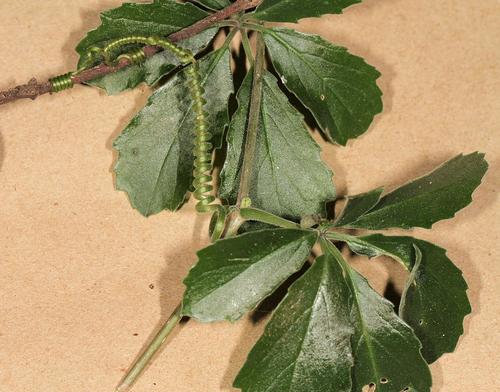 Cyphostemma puberulum