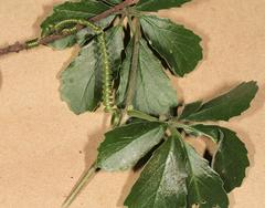 Cyphostemma puberulum