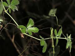 Cyphostemma puberulum