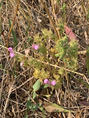 Orthocarpus bracteosus