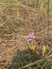Orthocarpus bracteosus