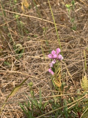 Orthocarpus bracteosus
