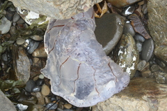 Desmonema gaudichaudi