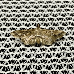 Merodictya marmorata