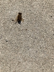 Apis mellifera