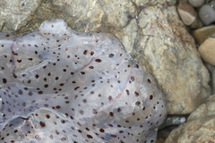 Desmonema gaudichaudi