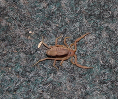 Parabuthus planicauda