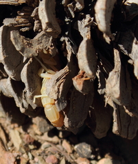 Parabuthus planicauda