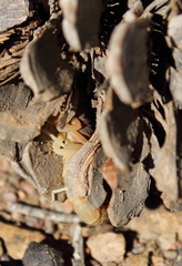 Parabuthus planicauda