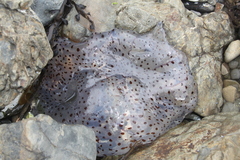 Desmonema gaudichaudi