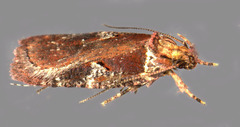 Agonopterix lythrella