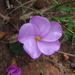 Oxalis eckloniana sonderi - Photo (c) Marian Oliver, some rights reserved (CC BY-NC), uploaded by Marian Oliver