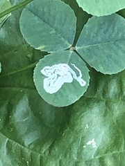 Liriomyza fricki