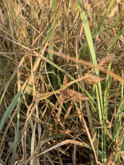 Carex nebrascensis