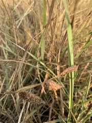 Carex nebrascensis