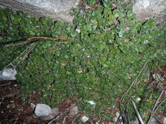 Lobelia ardisiandroides