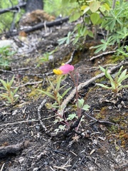 Capnoides sempervirens