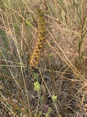 Orthocarpus bracteosus