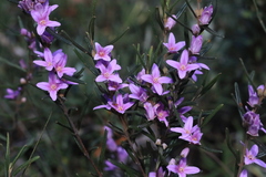 Boronia hapalophylla