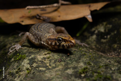 Lepidophyma zongolica