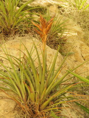 Tillandsia rodrigueziana