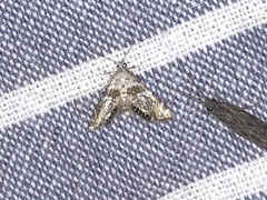 Petrophila heppneri