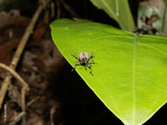 Rhodobaenus maculifer