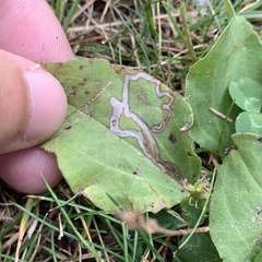 Phytomyza plantaginis