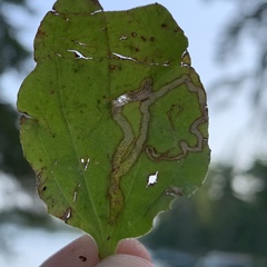 Phytomyza plantaginis