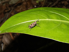 Rhodobaenus maculifer