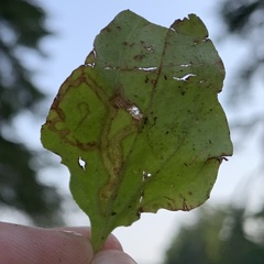 Phytomyza plantaginis